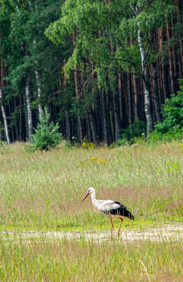 Siedlisko Pod Lasem Zwierzyniec Buitenkant foto
